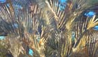 palms_3