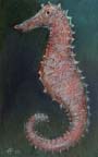 Sea_Horse_I