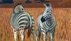 zebras